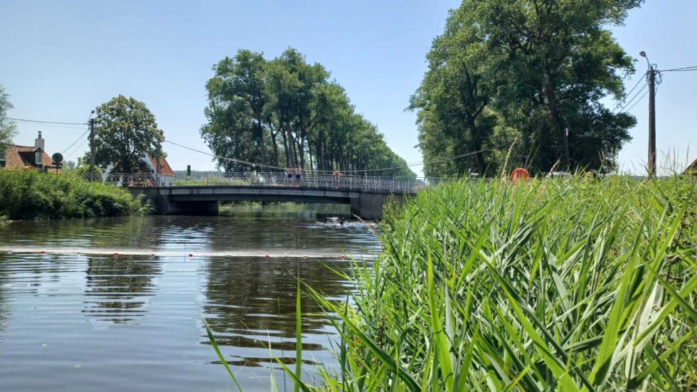 Zwemmers nemen verfrissende duik in Damse Vaart: "Perfecte start van vakantie na examens"