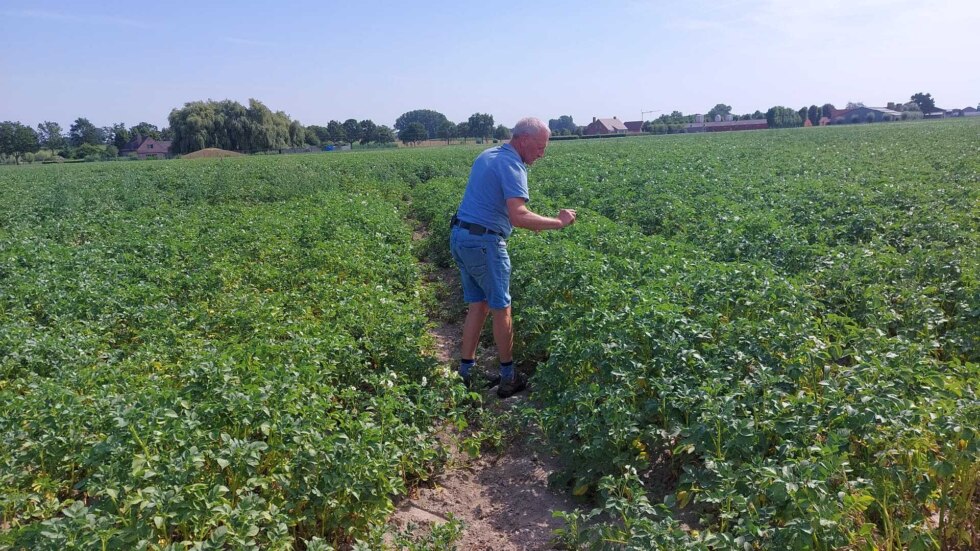 Gewassen lijden onder droogte, oppompverbod is slecht nieuws voor boeren: "Deze zomer zal die van 1976 overtreffen"