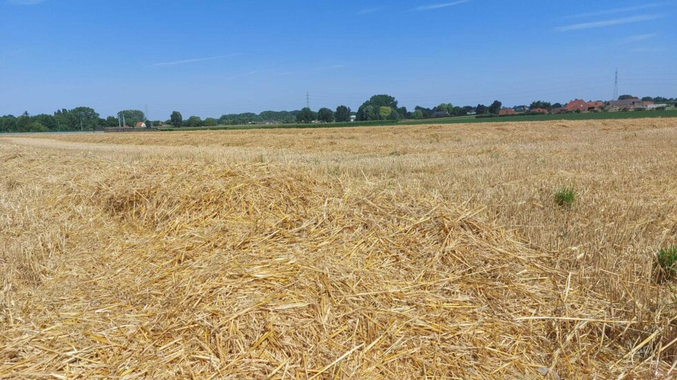 Gewassen lijden onder droogte, oppompverbod is slecht nieuws voor boeren: "Deze zomer zal die van 1976 overtreffen"
