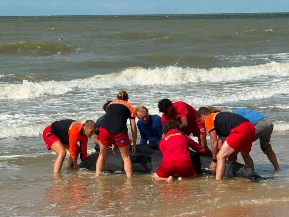 Dolfijn spoelt twee keer aan in Oostende en wordt uit zijn lijden verlost