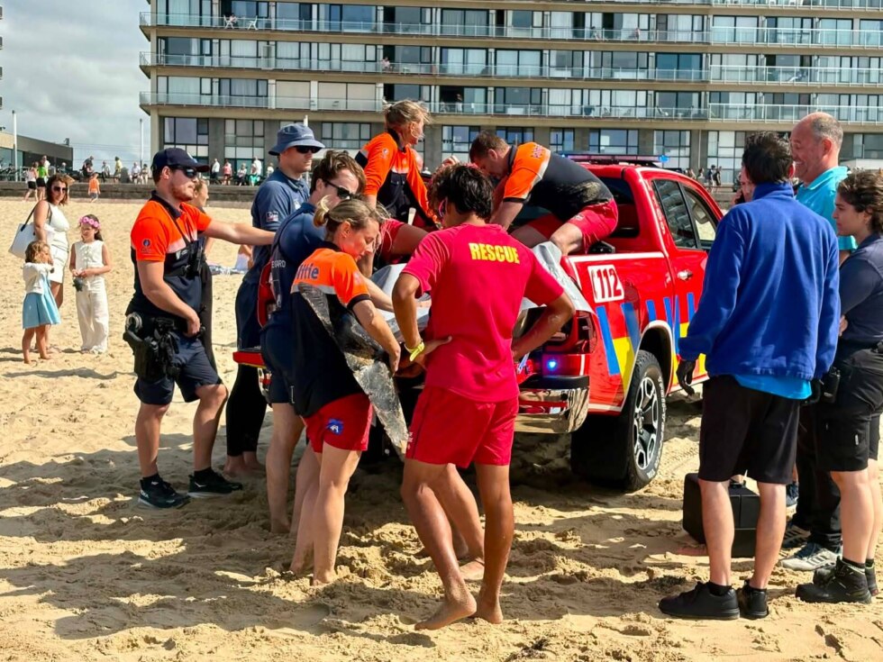 Dolfijn spoelt twee keer aan in Oostende en wordt uit zijn lijden verlost
