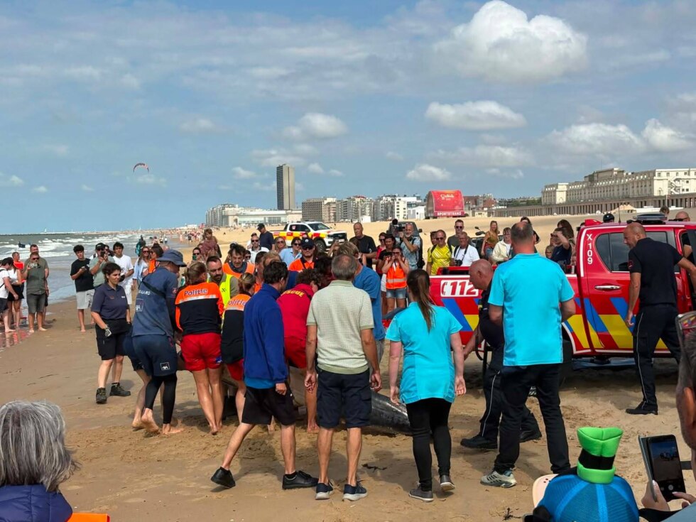 Dolfijn spoelt twee keer aan in Oostende en wordt uit zijn lijden verlost