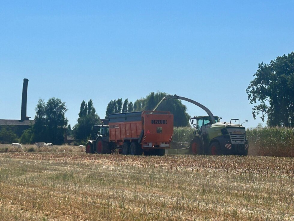 Maïsboeren moeten al hakselen door aanhoudende droogte