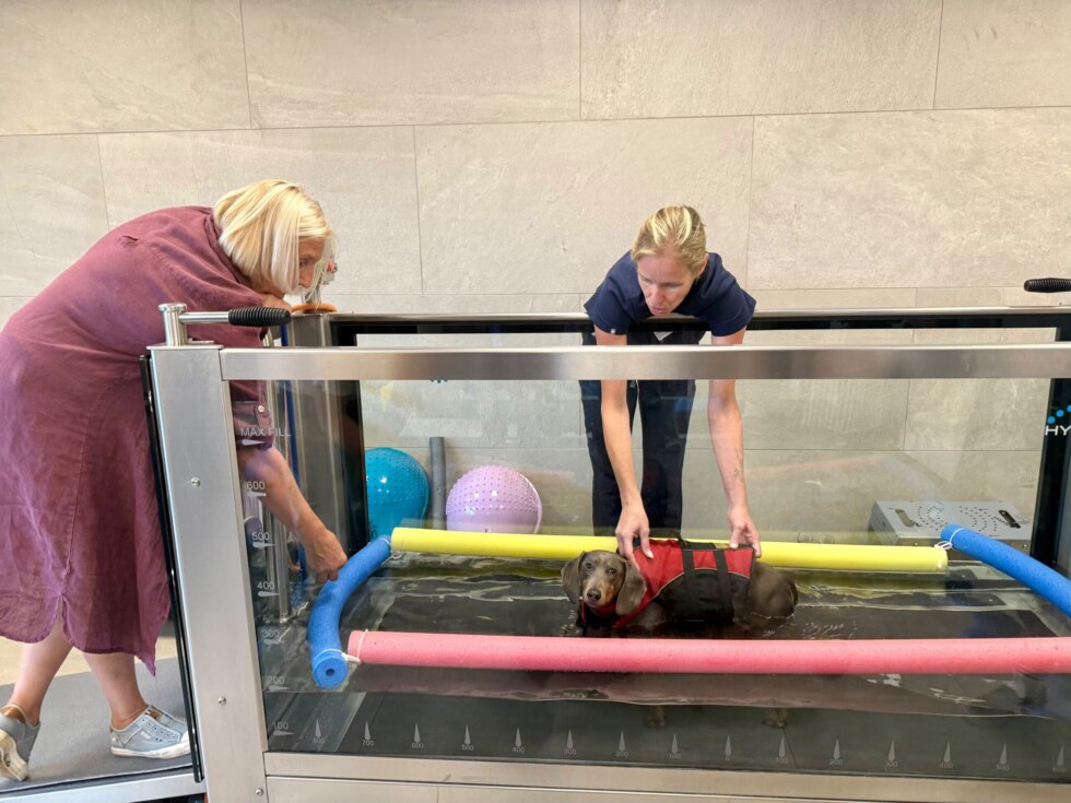 Werelddierendag zorg AniCura