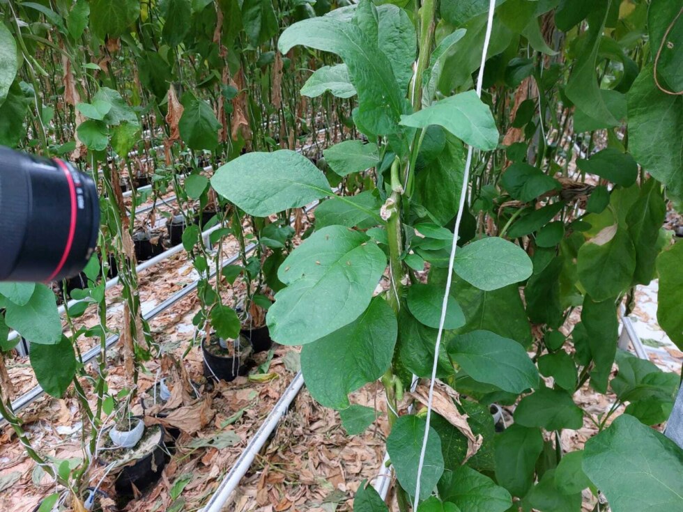 Aubergines 2