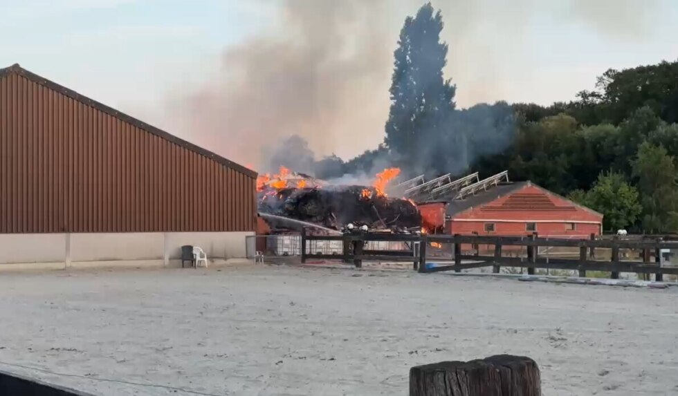 Brandpaardenpension3