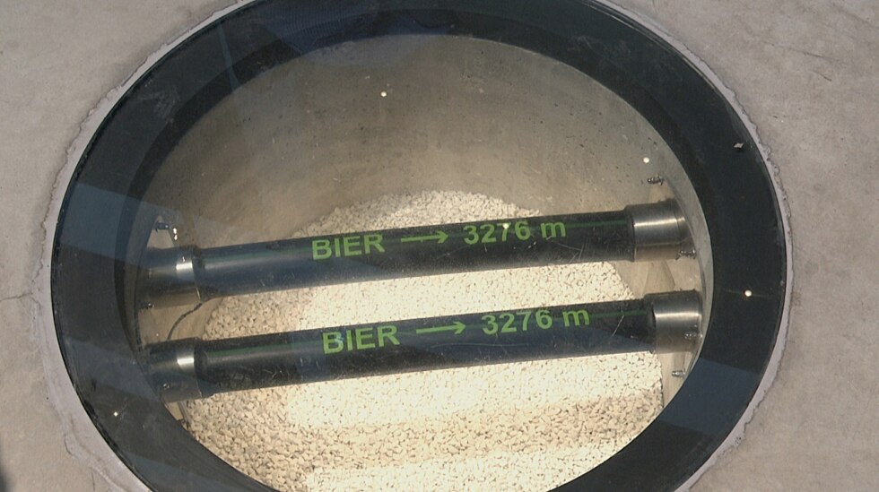 Brugse zot 2