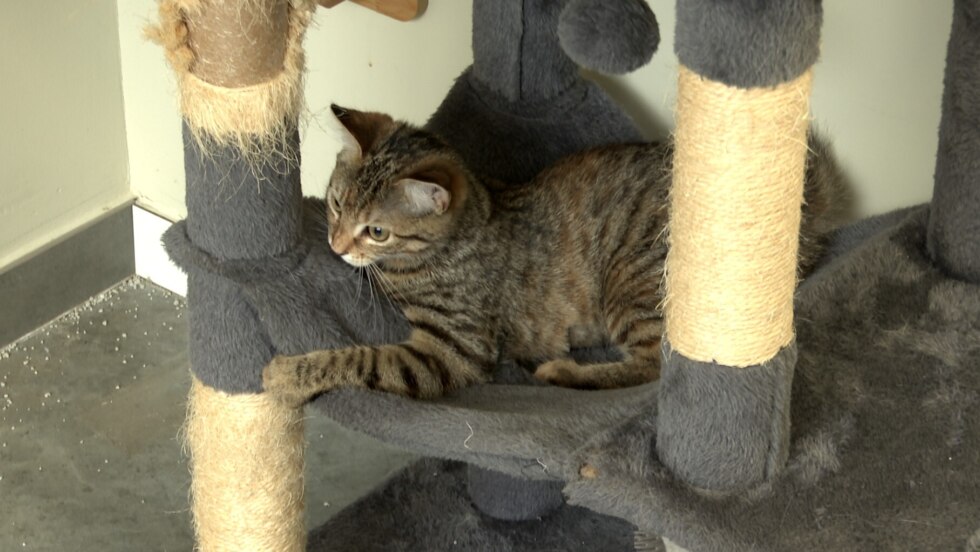 Kat