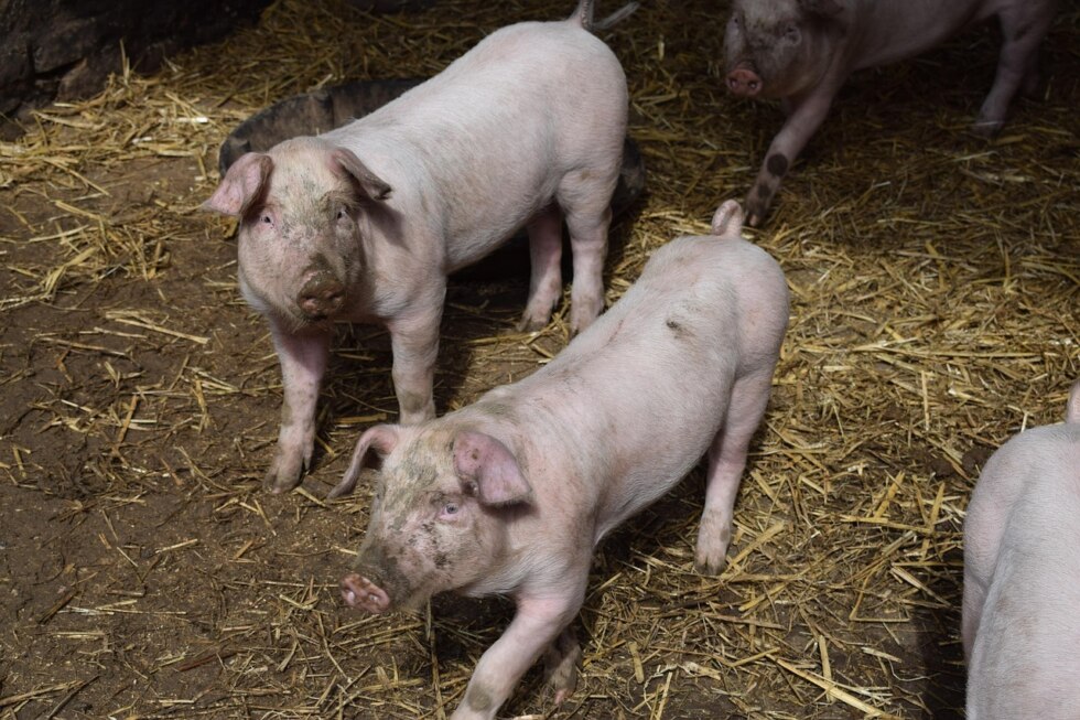 Varkens