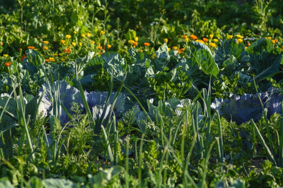 Moestuin