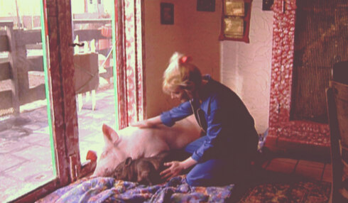 2018-02-05 00:00:00 - Varkens als huisdier