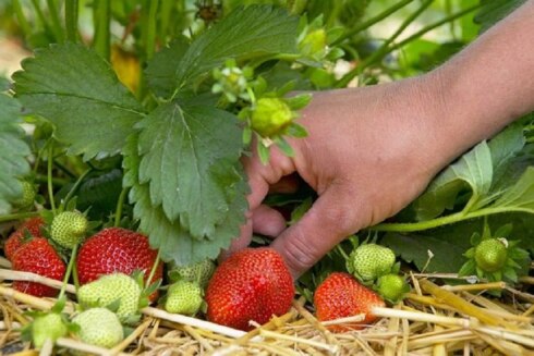 Aardbeien