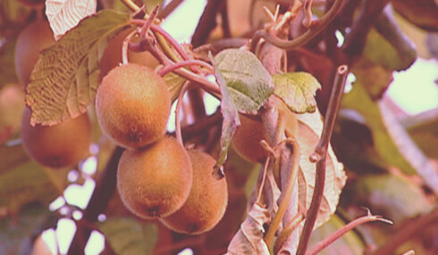 2018-12-10 00:00:00 - Retro: eigen kiwi's
