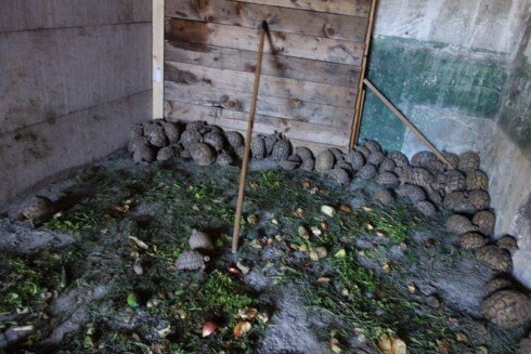 2016-09-23 00:00:00 - Meer dan 300 illegale landschildpadden in garagebox