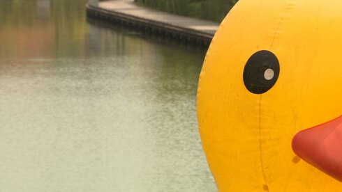2020-08-11 00:00:00 - Reuzeneend in Roeselare