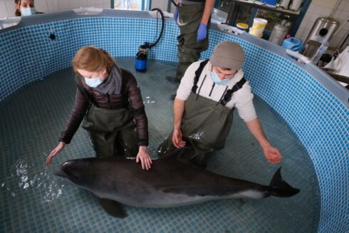 2022-02-06 00:00:00 - Aangespoelde zwangere bruinvis nog steeds in leven