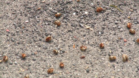 2018-07-04 00:00:00 - Coloradokeverplaag in Wielsbeke