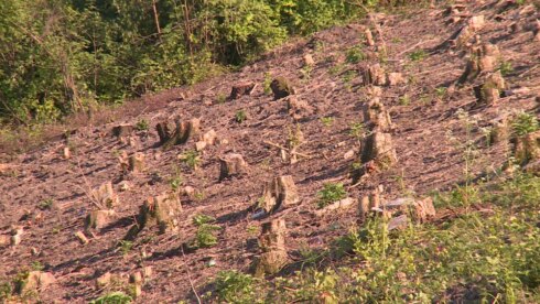 2018-05-09 00:00:00 - Waardevolle natuur weggekapt langs E403