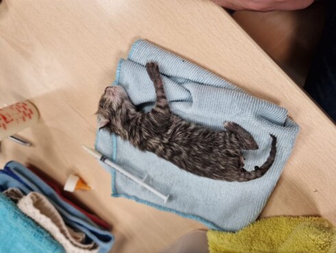2023-04-25 00:00:00 - Zeven kittens gedumpt: ondanks goeie zorgen asiel halen ze het niet