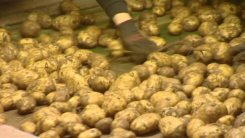 2016-08-18 00:00:00 - Boeren verwachten slechte aardappeloogst