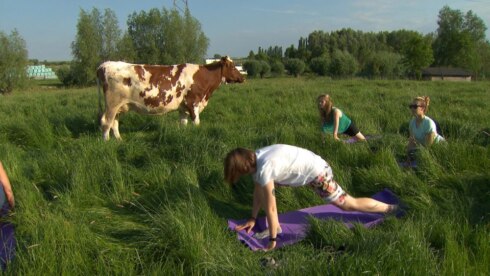 2021-06-04 00:00:00 - Yoga tussen de koeien, waarom niet?