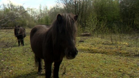 2019-04-05 00:00:00 - Vertrouwde pony's in Moen moeten weg
