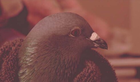 2018-04-27 00:00:00 - Retro: Birdy de goedgetrainde duif