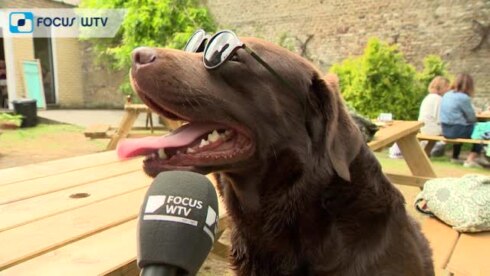 2018-06-17 00:00:00 - Honden leven zich uit in hondencafé