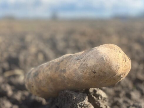 2020-10-05 00:00:00 - Aardappeltelers zitten fors in de problemen