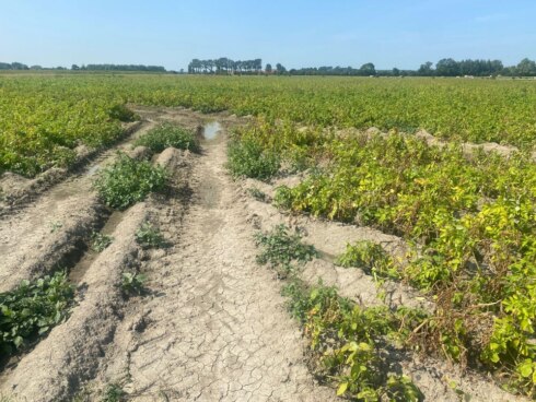 2021-08-24 00:00:00 - Aardappeltelers hopen op droger en warmer weer