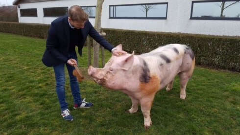 2021-03-09 00:00:00 - Vruchtbare Zefke uit Krombeke wint varkensaward