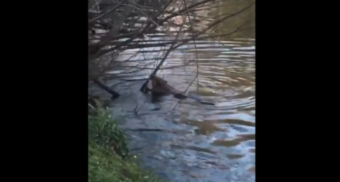 2020-04-01 00:00:00 - Bever gespot in Brugse binnenstad