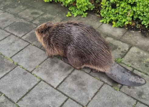 2022-05-20 00:00:00 - Bever op stap in Brugge
