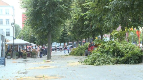 2016-08-29 00:00:00 - Elf linden geveld op 't Zand