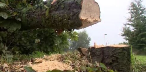 2018-10-01 00:00:00 - Akkoord over compensatie gerooide bomen in Torhout
