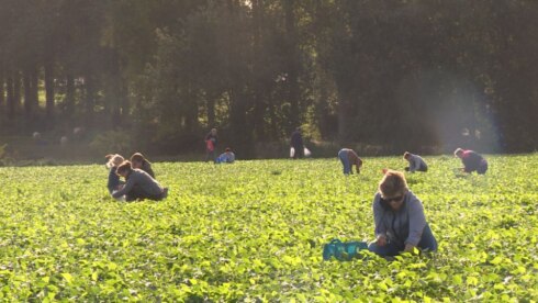 2017-10-21 00:00:00 - Boontjes trekken voor 5 euro in Kemmel