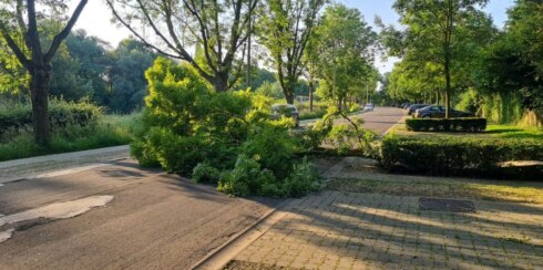 2023-06-14 00:00:00 - Droogte: parkeerverbod in straat in Ieper door vallende takken