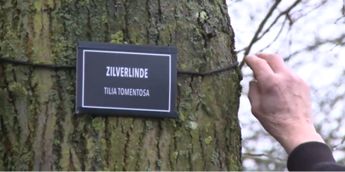 2021-01-31 00:00:00 - Krijgen opvallende bomen binnenkort een naam?