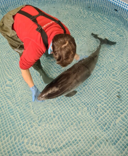 2021-11-23 00:00:00 - Aangespoelde bruinvis overleden