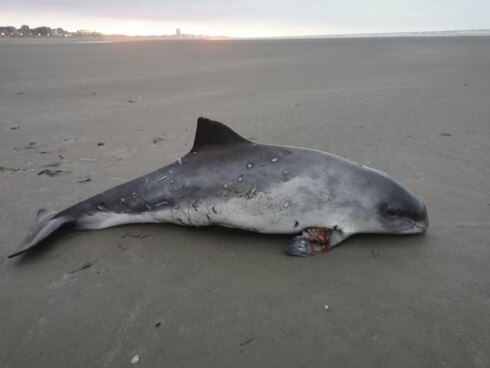 2021-01-09 00:00:00 - Gewonde bruinvis aangespoeld in Nieuwpoort