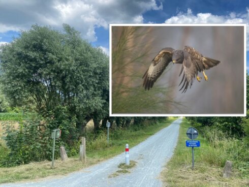 2022-06-29 00:00:00 - Boze buizerd bezorgt wandelaars in Damme schrik: "Hij wil zijn kuikens beschermen"