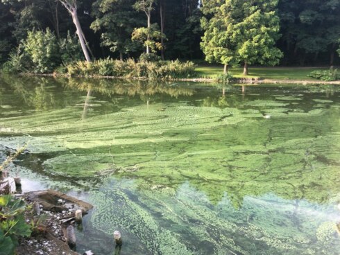 2019-08-23 00:00:00 - Blauwalgen in Koninginnevijver: vissen en baden 4 weken verboden