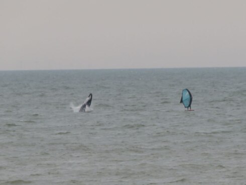 2022-06-09 00:00:00 - Surfer oog in oog met bultrug