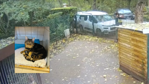 2022-11-17 00:00:00 - Dierenasiel trekt aan de alarmbel: kat wordt over hek gegooid en gedumpt bij het Blauwe Kruis