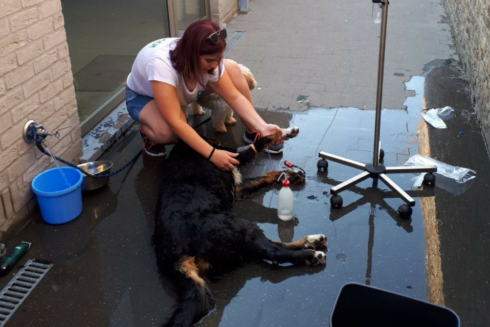2019-05-13 00:00:00 - Geldboete voor dood twee honden in snikhete auto in Brugge