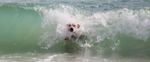 2020-02-12 00:00:00 - Honden mogen zwemmen in Middelkerke
