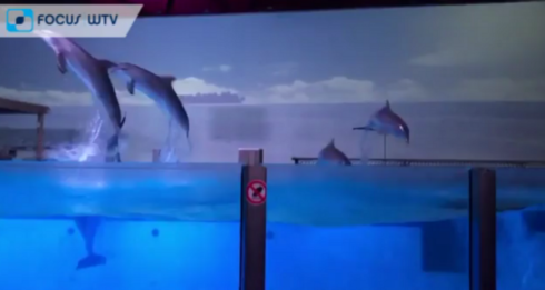 2018-05-12 00:00:00 - Dierenactivisten voeren actie tegen dolfinarium