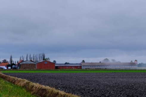 2019-11-01 00:00:00 - 5 varkens komen om bij brand in Adinkerke