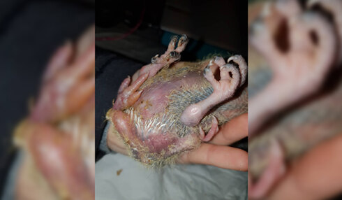 2020-01-10 00:00:00 - Duif met 4 poten geboren in Veurne