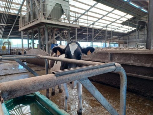 2023-09-05 00:00:00 - Vlaanderen heeft meest klimaatvriendelijke melkproductie